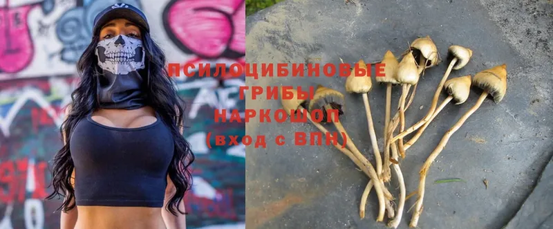 Галлюциногенные грибы Psilocybe  мега   Бирюсинск 